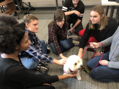 Paws Study Break