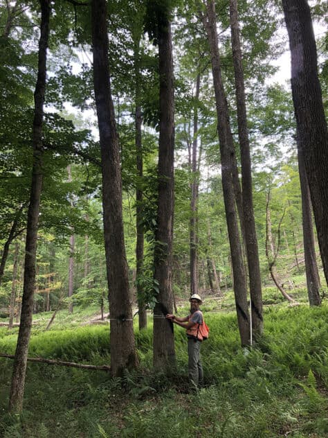 Dr. Jason Kilgore measures a tree trunk to collect data.