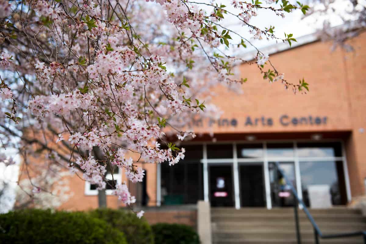 Pink tree in front of Olin Fine Arts Center